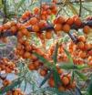Sea Buckthorn