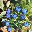 Bilberry