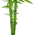 Bamboo