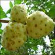 Noni