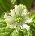 Goldenseal