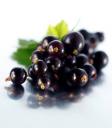 Blackcurrent seed oil