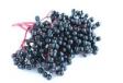 Elderberry Juice Powder