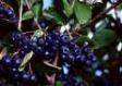 Aronia