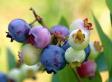Blueberry Sante