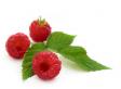 Red Rasberry