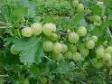 Amla