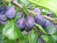 Prune