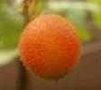 Gac Fruit