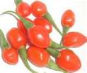 Goji Berry, Puree, Concentrate, Powder Extract