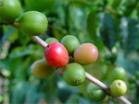 Elderberry