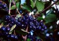 Aronia Plant Extract