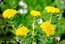 Rhodiola Rosea