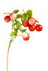 Cranberry
