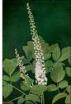 Black Cohosh