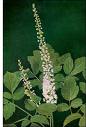 Black Cohosh